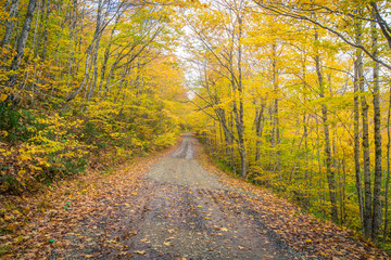 Gravel road in autumn in Cape Breton