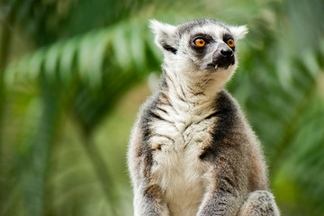 Lemur by itself amongst nature.
