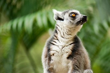 Lemur by itself amongst nature.