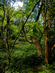 Fototapeta premium Beautiful trees on the woodland path at Creswell Crags, Nottinghamshire, UK