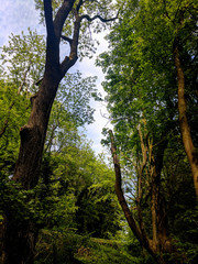 Beautiful trees on the woodland path at Creswell Crags, Nottinghamshire, UK