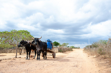 Use of steers to carry water in dry areas