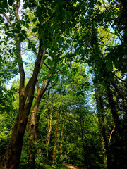 Beautiful trees on the woodland path at Creswell Crags, Nottinghamshire, UK