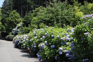 道と紫陽花