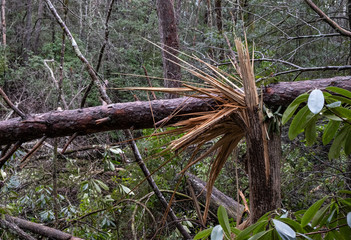 Wind Damage