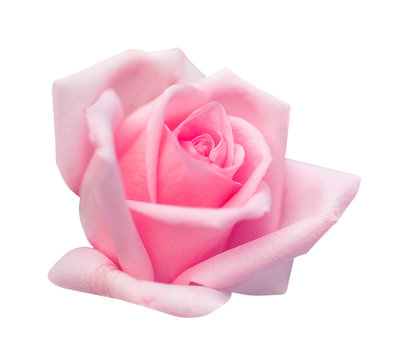 Pink rose isolated on white background, clipping path and - soft focus