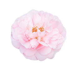 Pink rose flower isolated on white background, soft focus and clipping path.