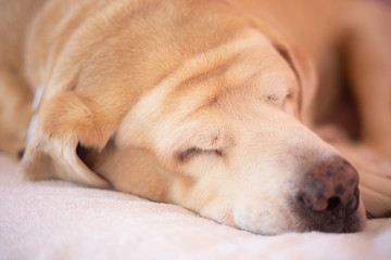 Fat Labrador Retriever 14 years old sleep on pad,  orange tone.