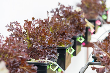 Fresh organic Red oak culture in aquaponic or hydroponic farming. Salad organic hydroponic farm.