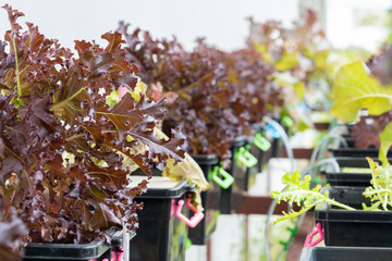 Fresh organic Red oak culture in aquaponic or hydroponic farming. Salad organic hydroponic farm.