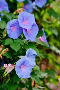 Image of morning glory (Ipomoea) flowers on nature background.