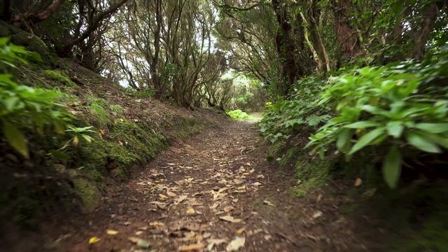 Rainforest jungle path. Rainforest in anaga mountains, Tenerife Canary islands, Spain .