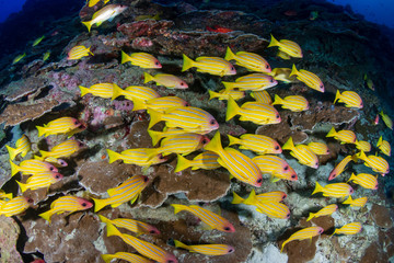 A school of colorful Blue-Stripe Snapper amongst hard coral on a tropical reef