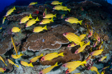 Fototapeta na wymiar A school of colorful Blue-Stripe Snapper amongst hard coral on a tropical reef