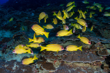 Fototapeta na wymiar A school of colorful Blue-Stripe Snapper amongst hard coral on a tropical reef