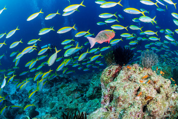 Naklejka na ściany i meble A beautiful tropical coral reef in the Coral Triangle
