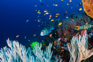 Fototapeta na wymiar Colorful tropical fish around a thriving tropical coral reef in Asia