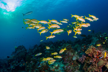 Colorful tropical fish on a coral reef at sunrise