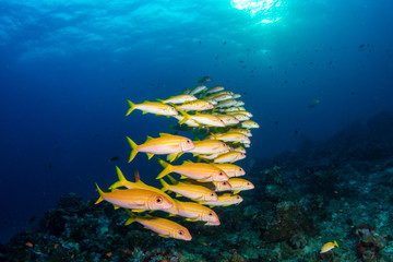 Fototapeta na wymiar Colorful tropical fish on a coral reef at sunrise