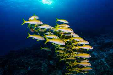 Fototapeta na wymiar Colorful tropical fish on a coral reef at sunrise