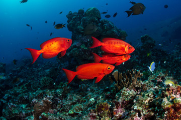 A shoal of Bigeye fish on a coral reef in Thailand