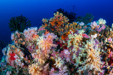 Fototapeta na wymiar Beautiful Sponges and colorful soft corals on a tropical coral reef (Koh Bon, Thailand)