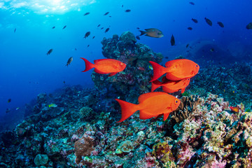 Fototapeta na wymiar A shoal of Bigeye fish on a coral reef in Thailand