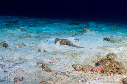 A blue spotted Kuhl's Stingray hiding in the sand
