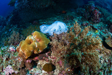 Plastic Pollution - a plastic bag floating next to a tropical coral reef in Asia