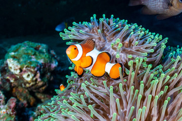 Fototapeta na wymiar Beautiful Clownfish in their home anemone on a coral reef in the Andaman Sea