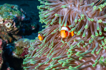 Beautiful Clownfish in their home anemone on a coral reef in the Andaman Sea