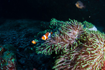 Beautiful Clownfish in their home anemone on a coral reef in the Andaman Sea