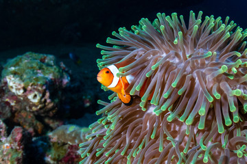 Beautiful Clownfish in their home anemone on a coral reef in the Andaman Sea