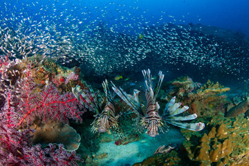 Fototapeta na wymiar Multiple colorful Lionfish (Pterois Miles) and soft corals on a tropical reef at sunset (Koh Tachai, Thailand)