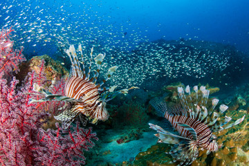 Naklejka na ściany i meble Multiple colorful Lionfish (Pterois Miles) and soft corals on a tropical reef at sunset (Koh Tachai, Thailand)