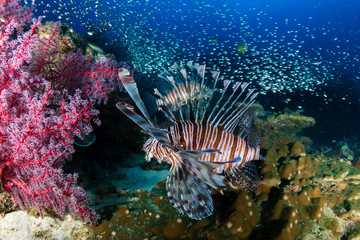 Naklejka na ściany i meble Multiple colorful Lionfish (Pterois Miles) and soft corals on a tropical reef at sunset (Koh Tachai, Thailand)