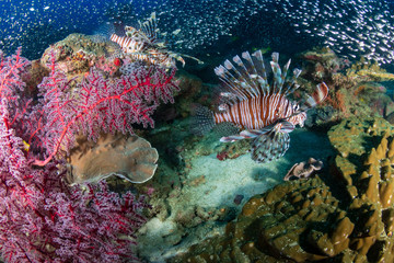 Obraz premium Beautiful Lionfish on a colorful tropical coral reef