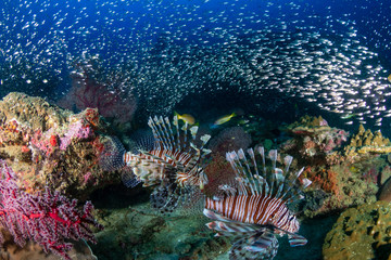 Multiple colorful Lionfish (Pterois Miles) and soft corals on a tropical reef at sunset (Koh Tachai, Thailand)