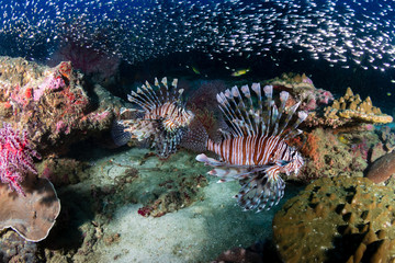 Multiple colorful Lionfish (Pterois Miles) and soft corals on a tropical reef at sunset (Koh Tachai, Thailand)