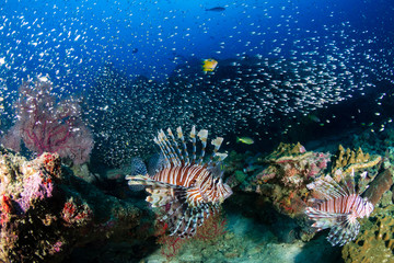 Fototapeta na wymiar Beautiful Lionfish on a colorful tropical coral reef