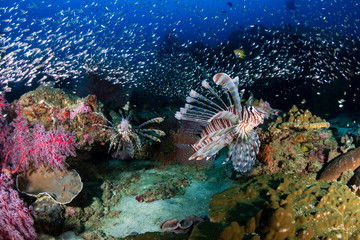 Multiple colorful Lionfish (Pterois Miles) and soft corals on a tropical reef at sunset (Koh Tachai, Thailand)