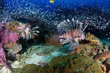 Multiple colorful Lionfish (Pterois Miles) and soft corals on a tropical reef at sunset (Koh Tachai, Thailand)