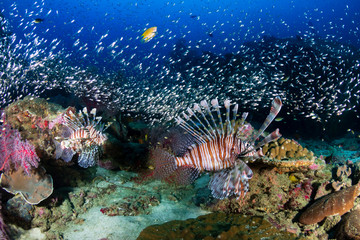 Multiple colorful Lionfish (Pterois Miles) and soft corals on a tropical reef at sunset (Koh Tachai, Thailand)