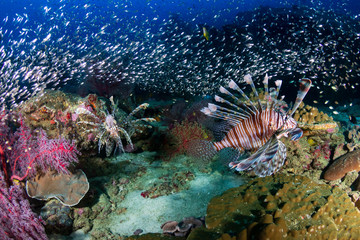 Beautiful Lionfish on a colorful tropical coral reef