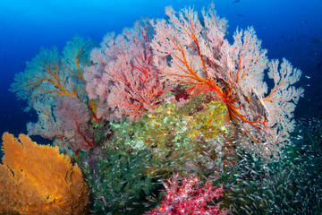Tropical fish on a beautiful, colorful coral reef in the Similan Islands