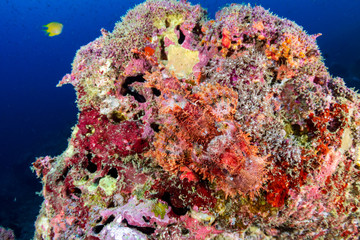 Naklejka na ściany i meble Camouflaged Bearded Scorpionfish on a coral reef