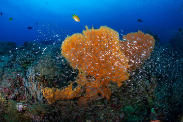 Tropical fish on a beautiful, colorful coral reef in the Similan Islands