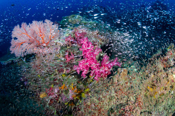 Fototapeta na wymiar Tropical fish on a beautiful, colorful coral reef in the Similan Islands