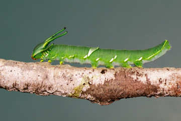 Image of Caterpillar of common nawab butterfly (Polyura athamas) or Dragon-Headed Caterpillar on nature background. Insect. Animal.