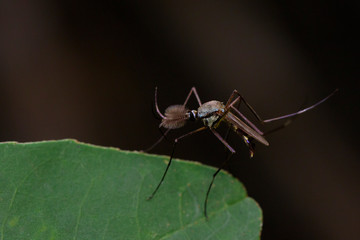 Image of Wild mosquito on green leaves. Insect. Animal
